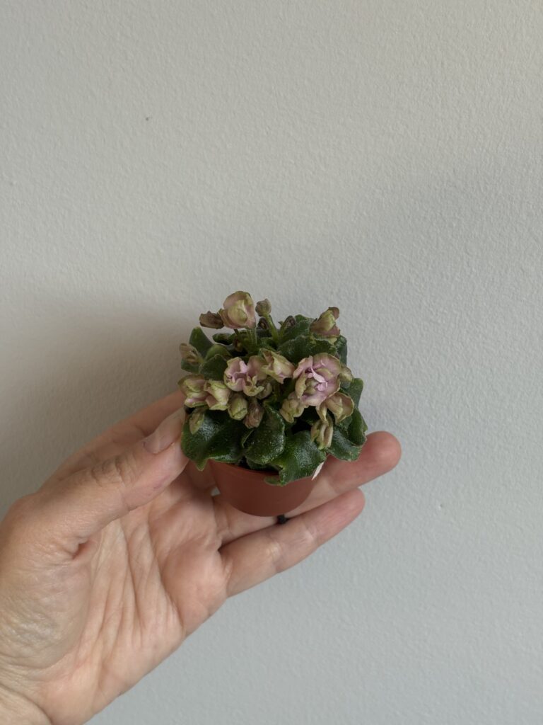 Celtic Rose
