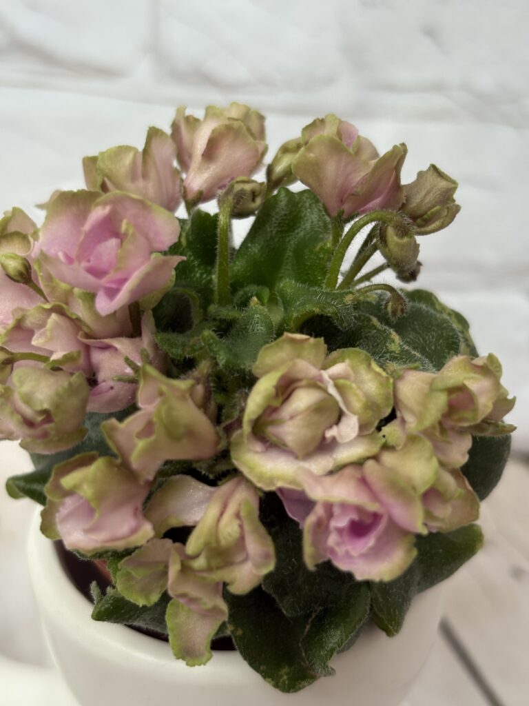 Celtic Rose