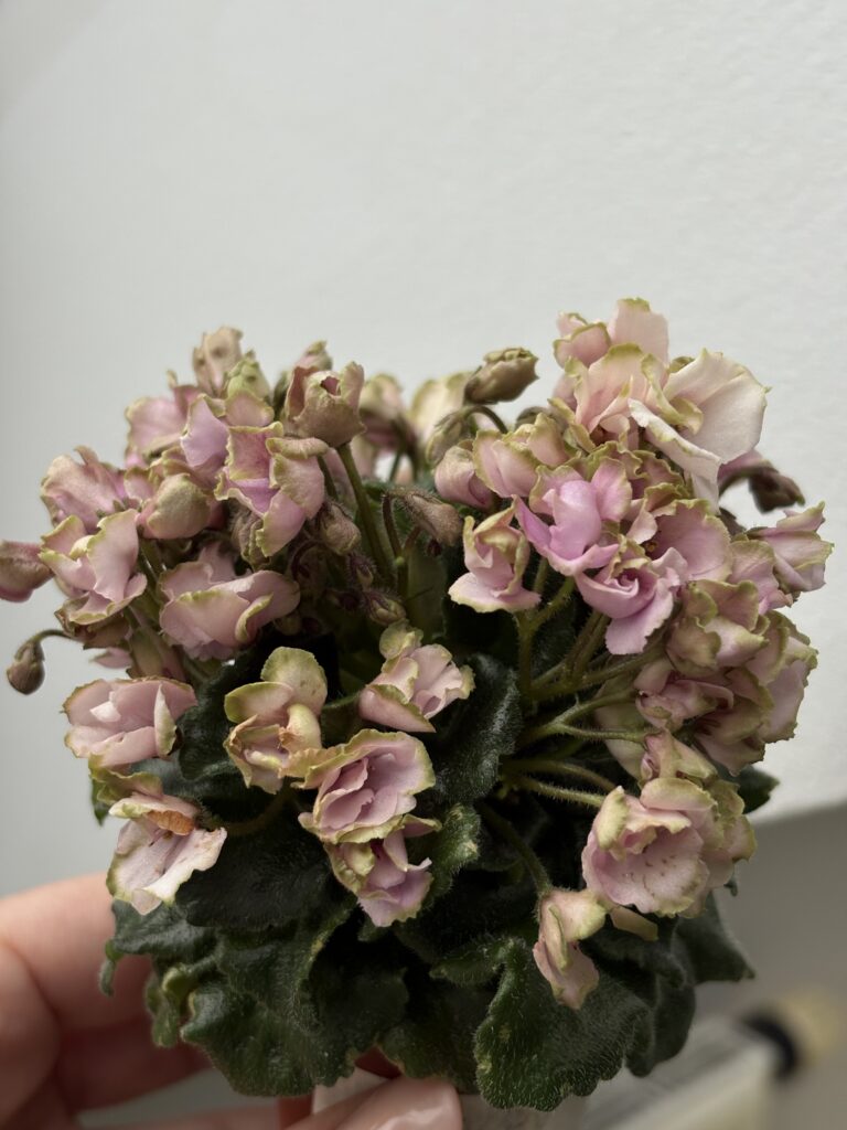 Celtic Rose
