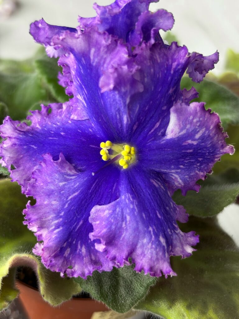 Бабочка Морфо