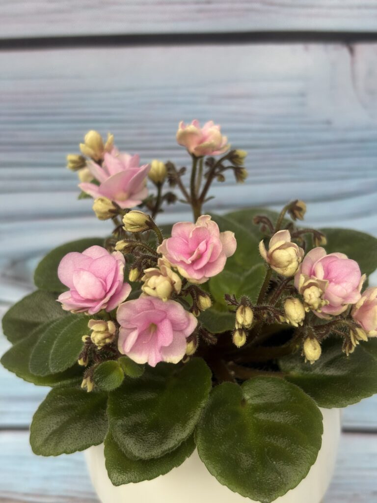 РС-Виньетка