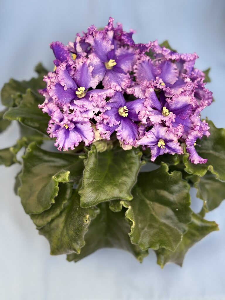 Бабочка Морфо