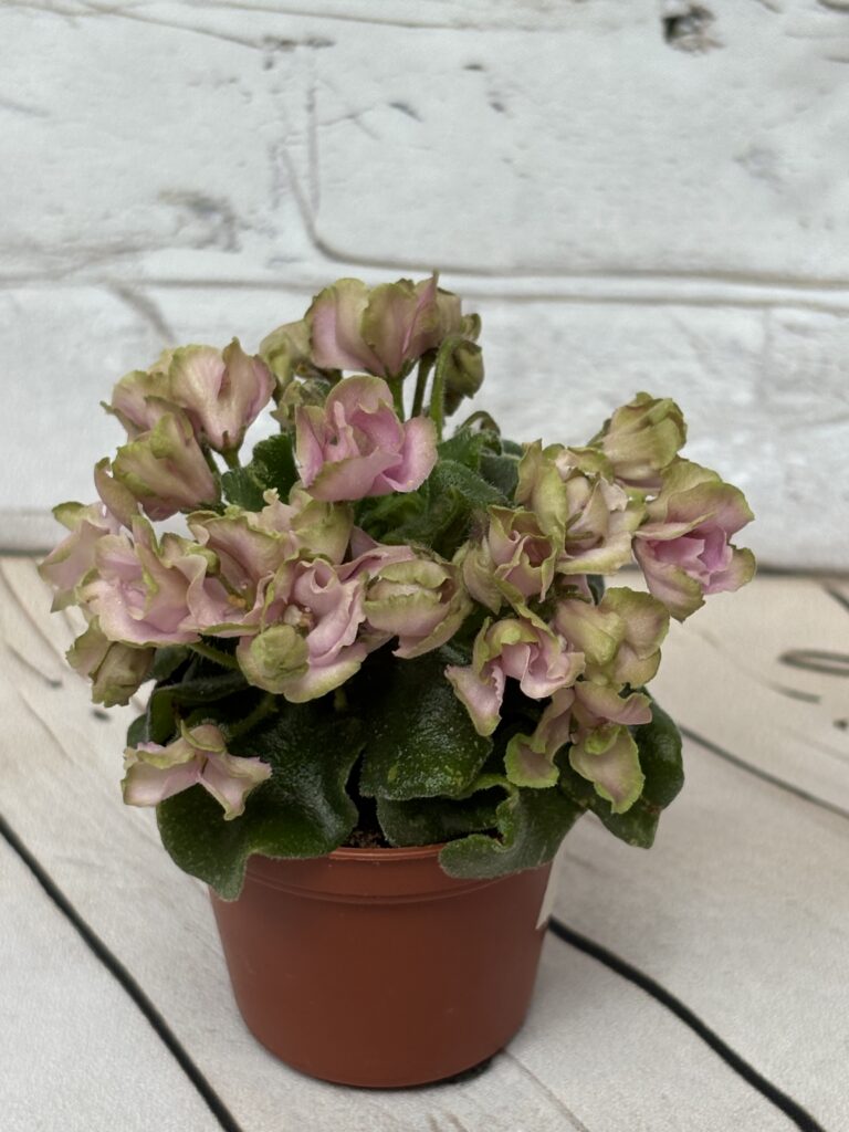 Celtic Rose