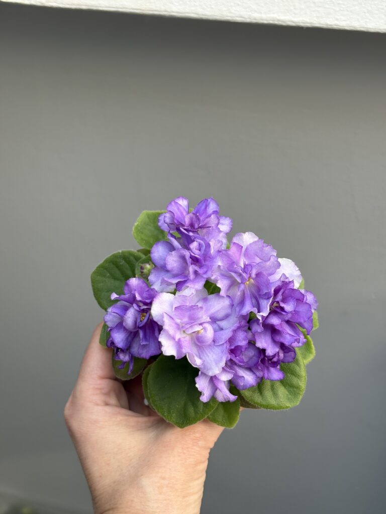 Hunter’s Dreamer