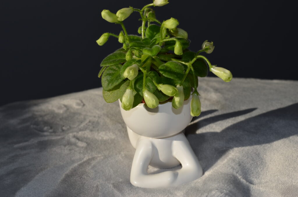 Emerald Bell