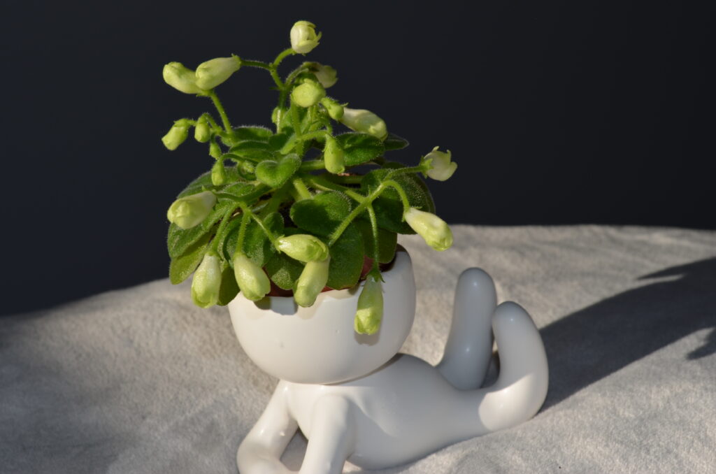 Emerald Bell