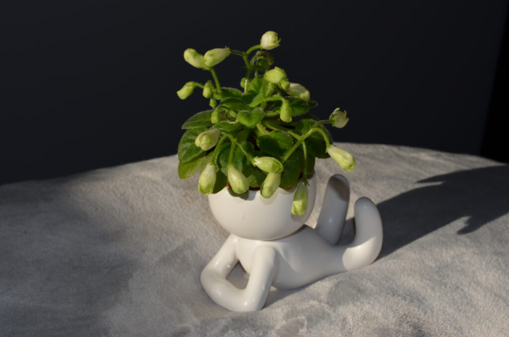 Emerald Bell
