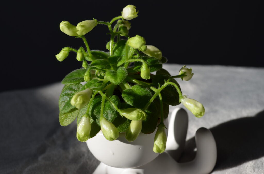Emerald Bell