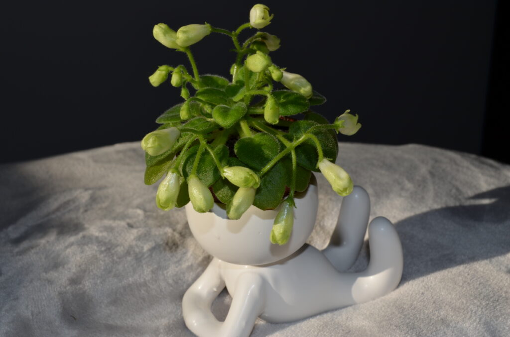 Emerald Bell