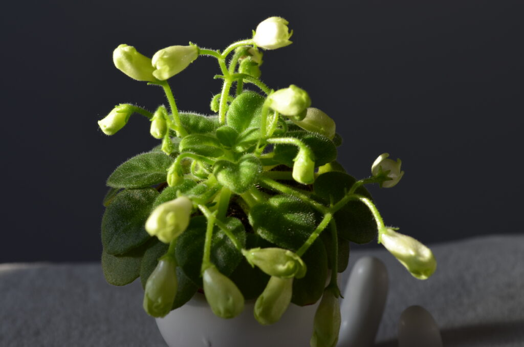 Emerald Bell