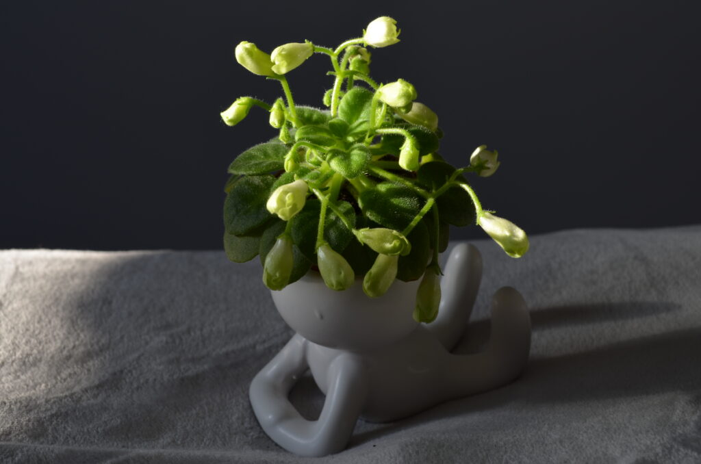 Emerald Bell