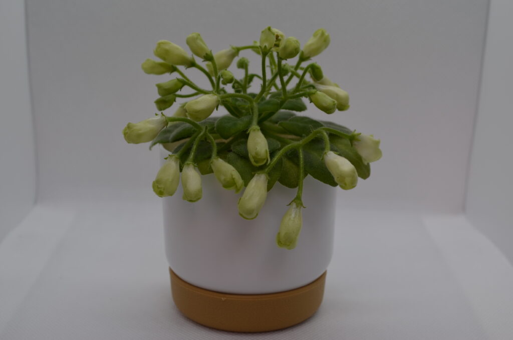 Emerald Bell