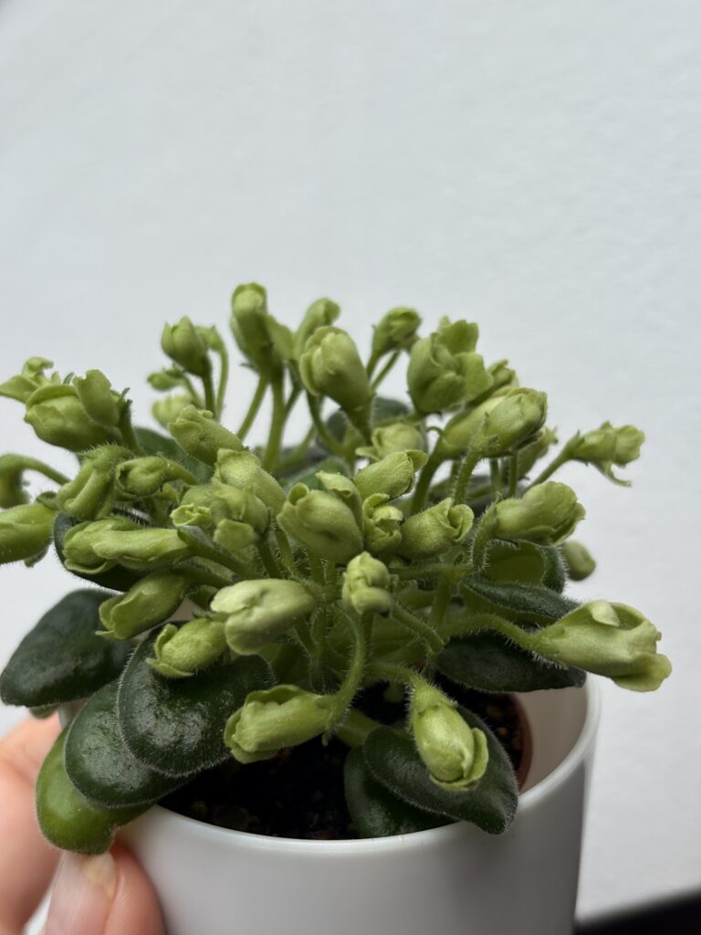 Emerald Bell