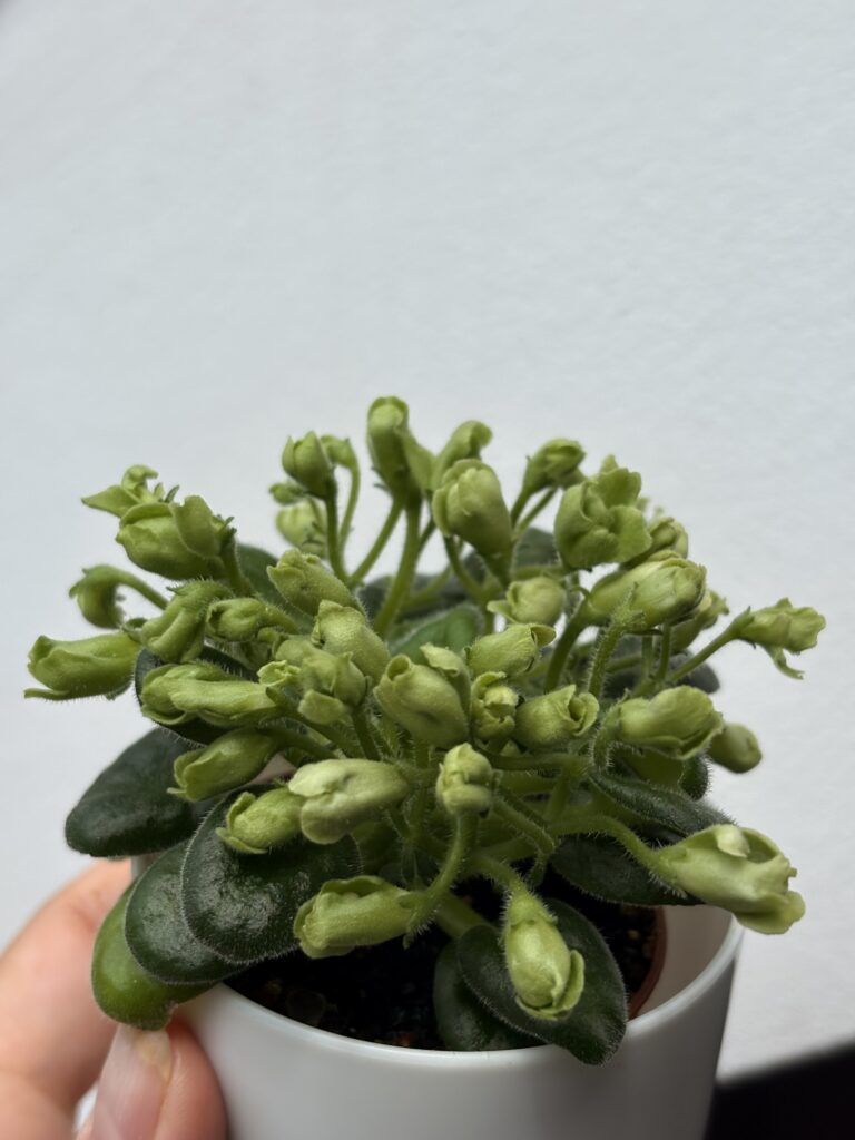 Emerald Bell