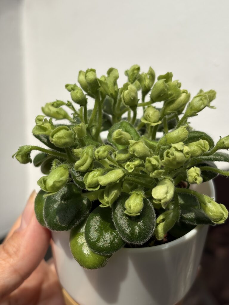 Emerald Bell