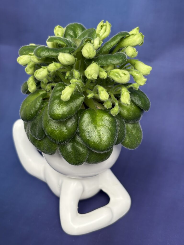 Emerald Bell