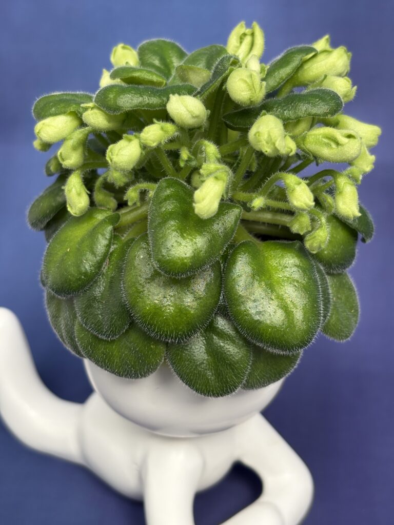 Emerald Bell