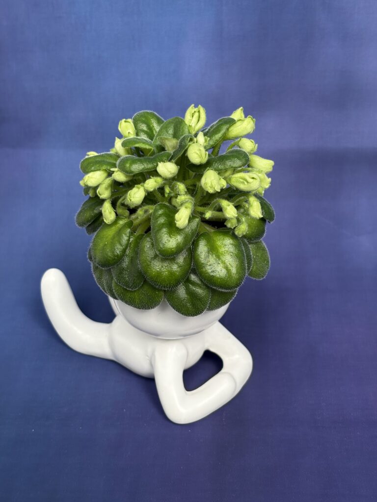 Emerald Bell