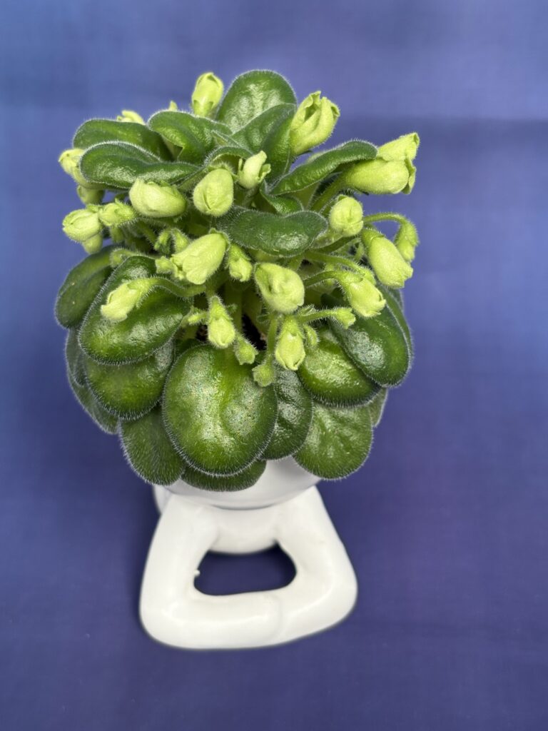 Emerald Bell