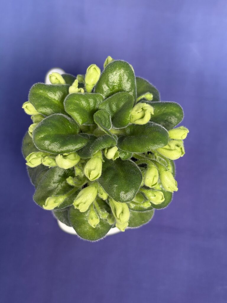 Emerald Bell