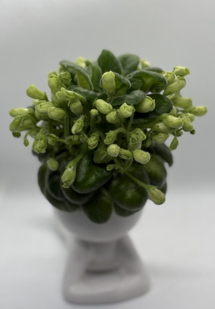 Emerald Bell