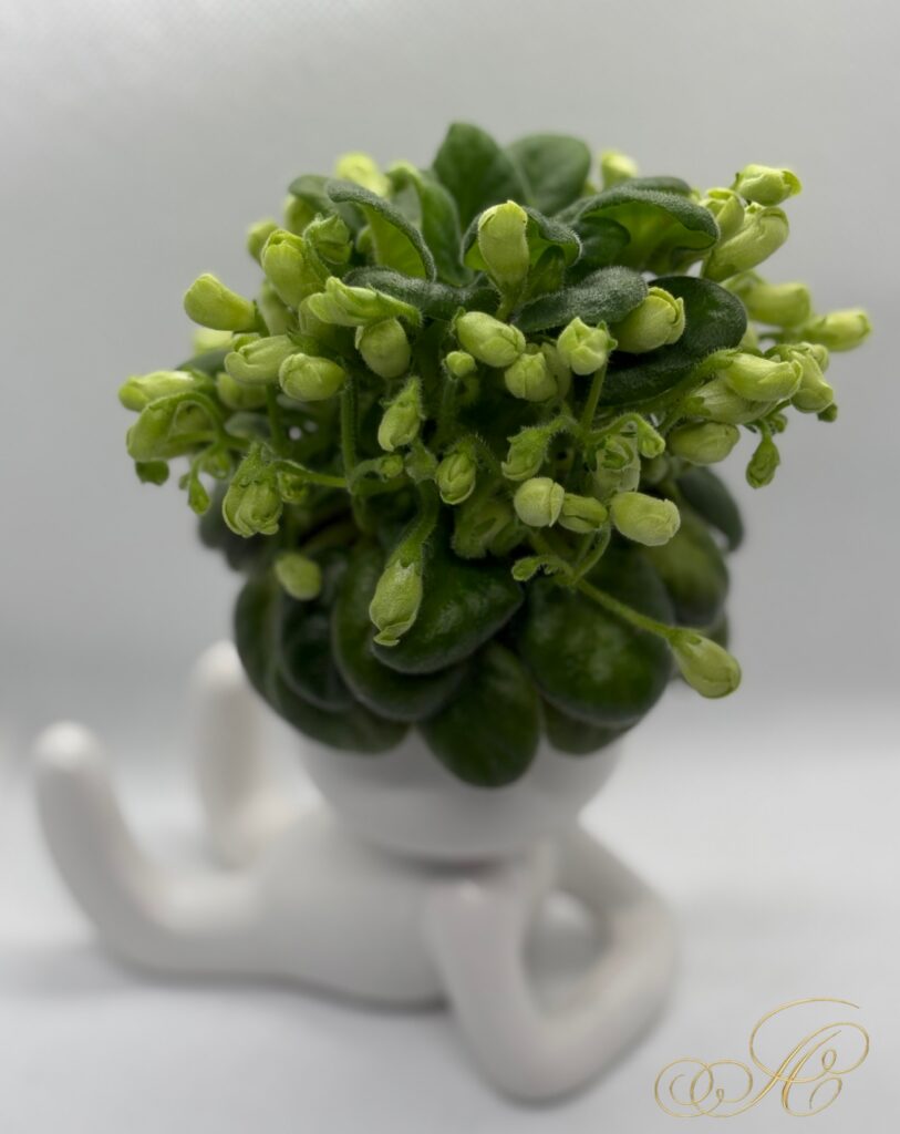 Emerald Bell