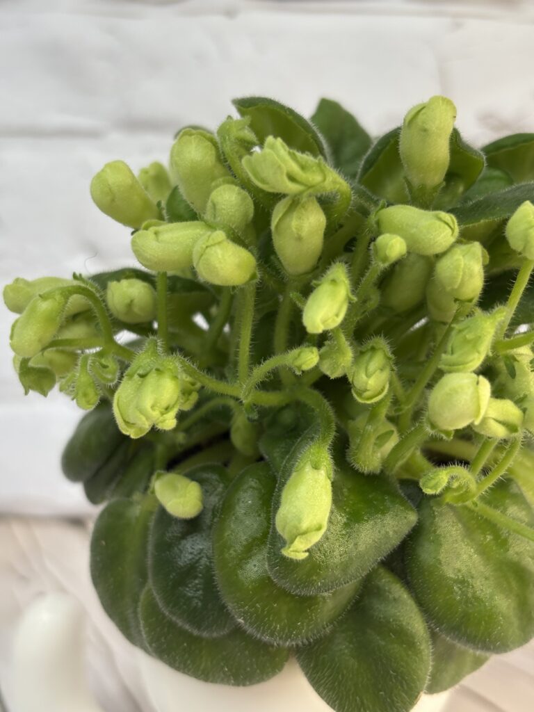 Emerald Bell