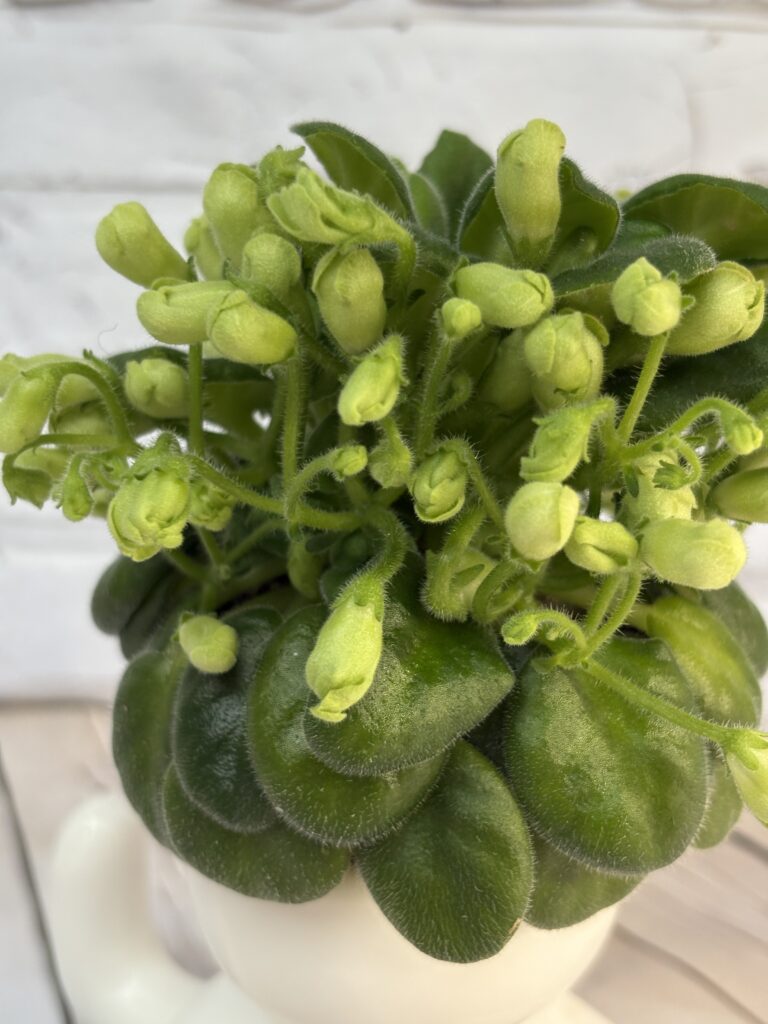Emerald Bell