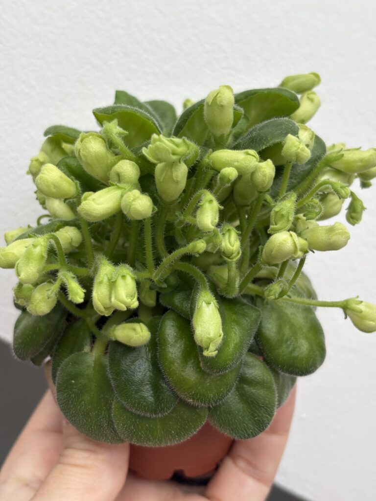 Emerald Bell