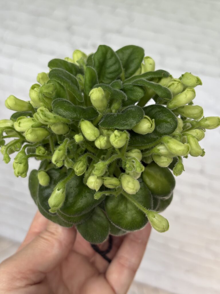 Emerald Bell