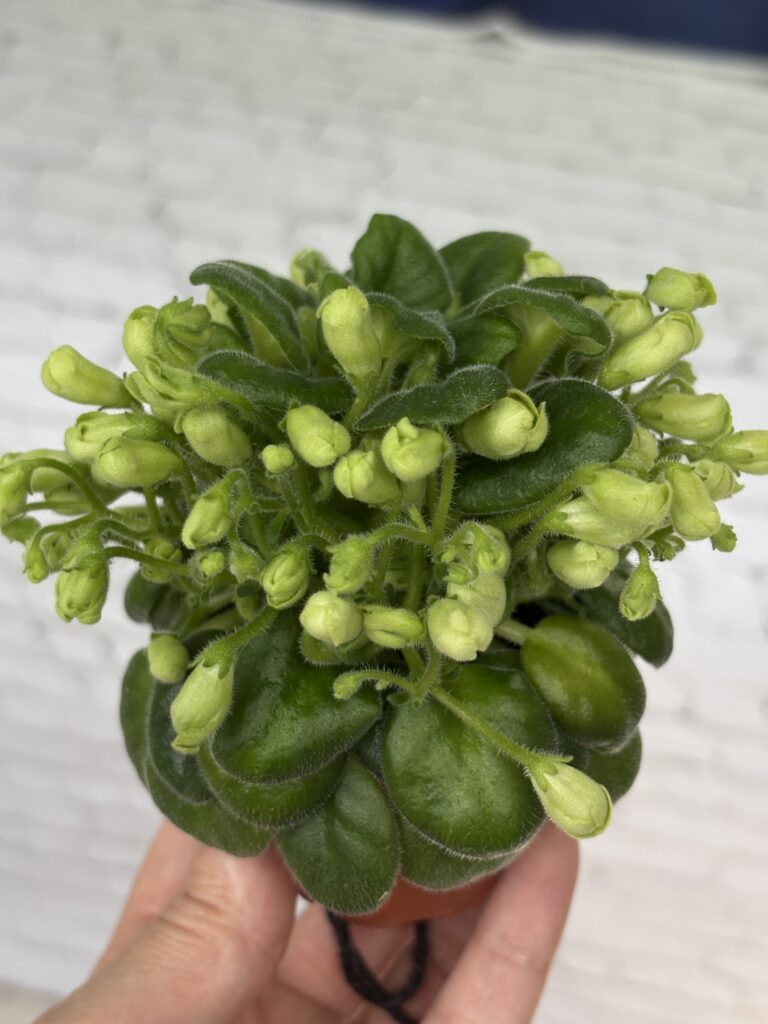 Emerald Bell