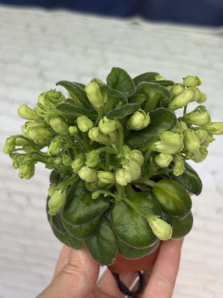 Emerald Bell