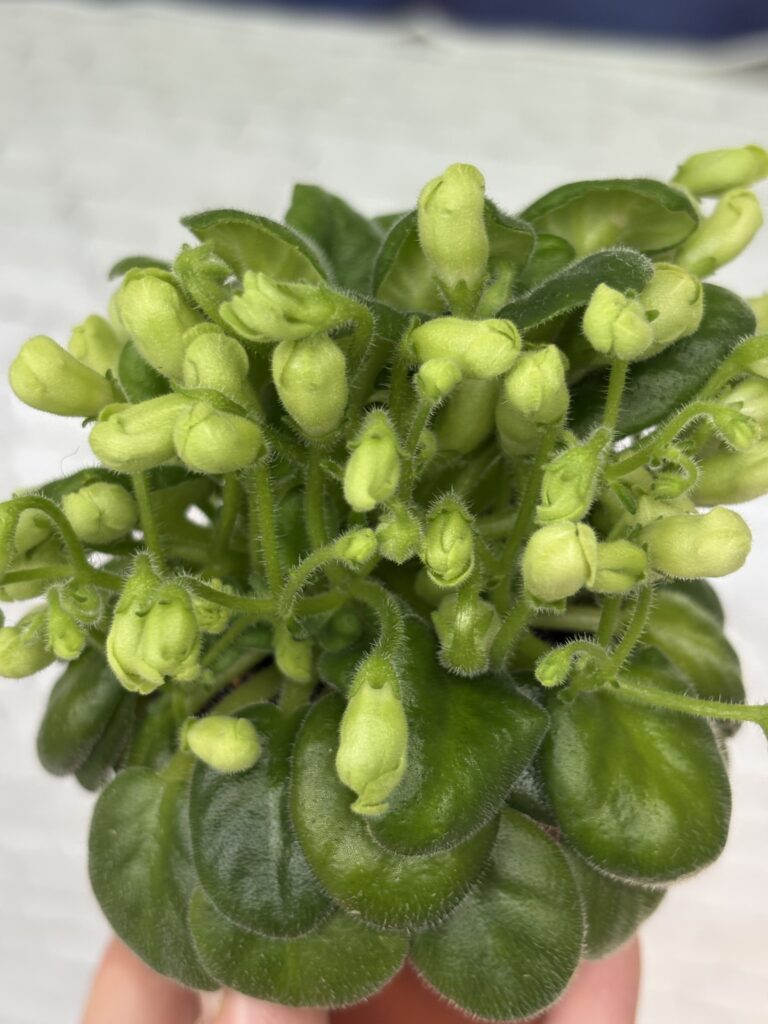 Emerald Bell