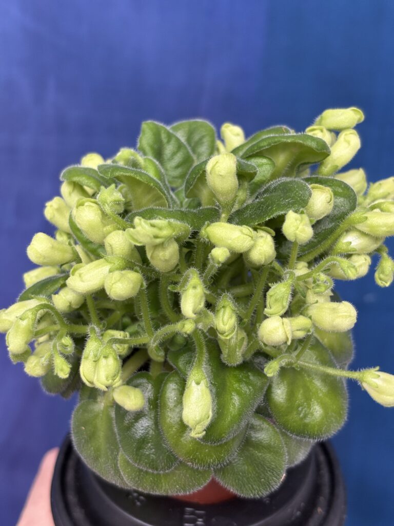Emerald Bell