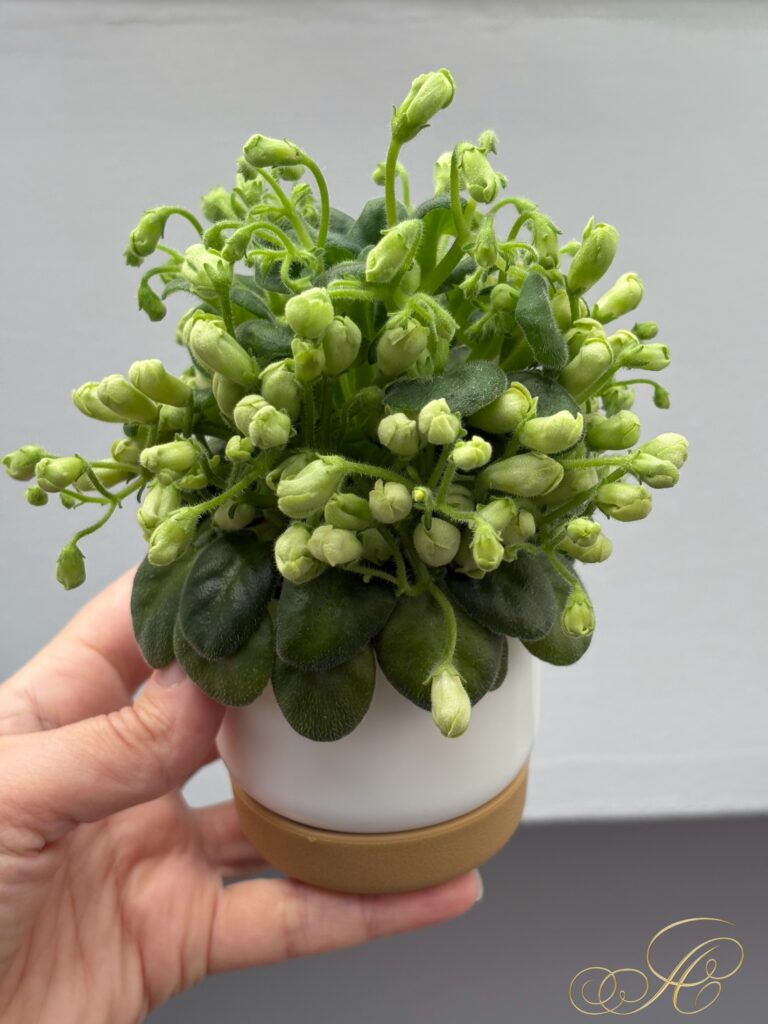 Emerald Bell