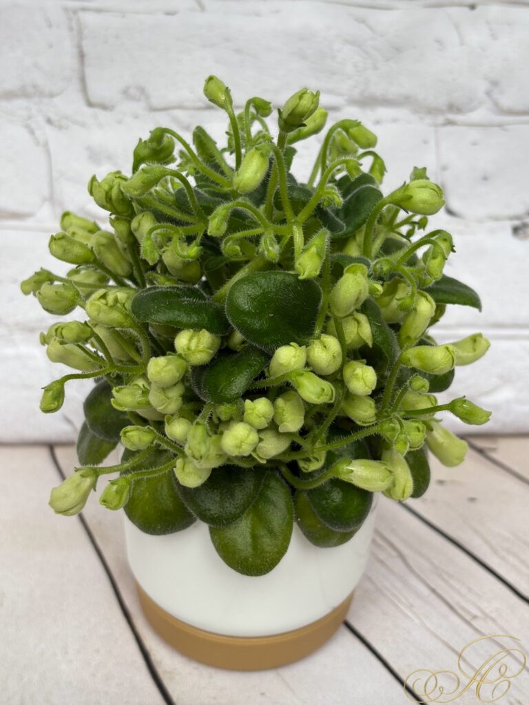 Emerald Bell