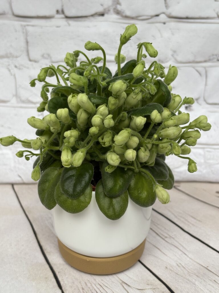 Emerald Bell