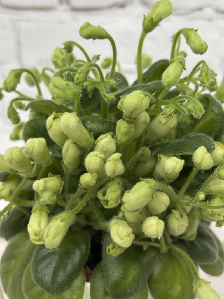 Emerald Bell