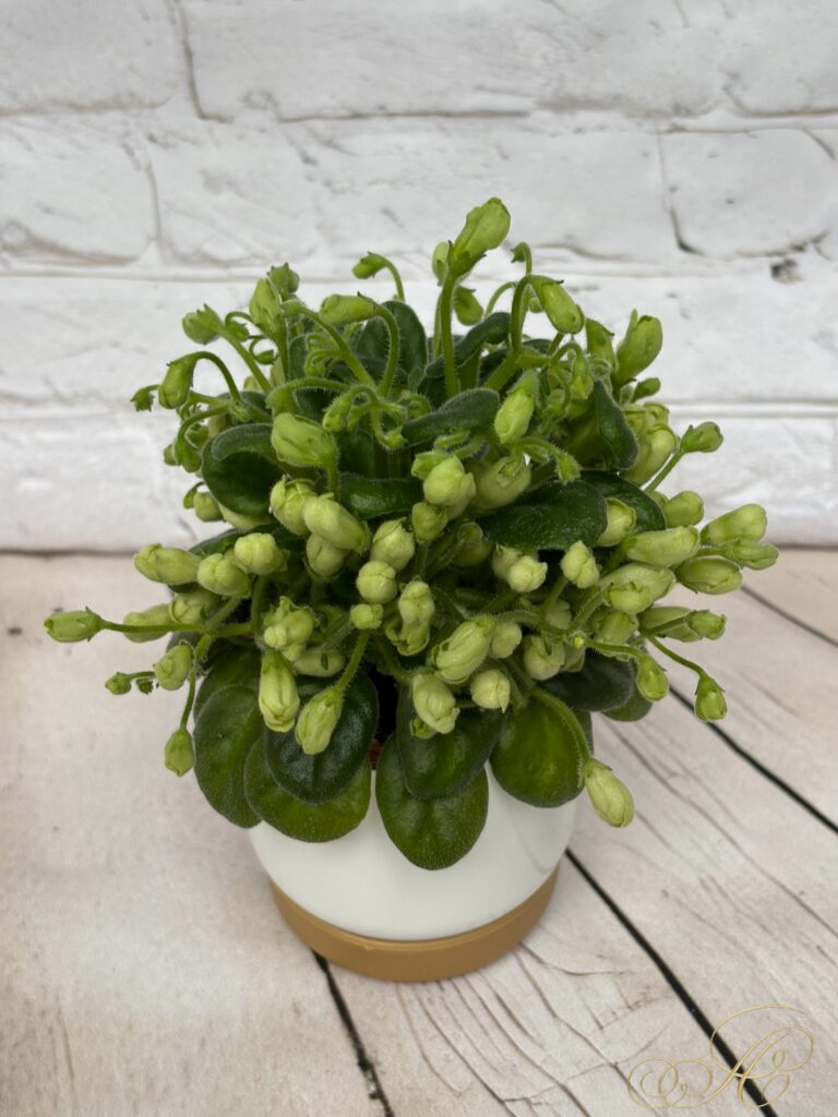 Emerald Bell