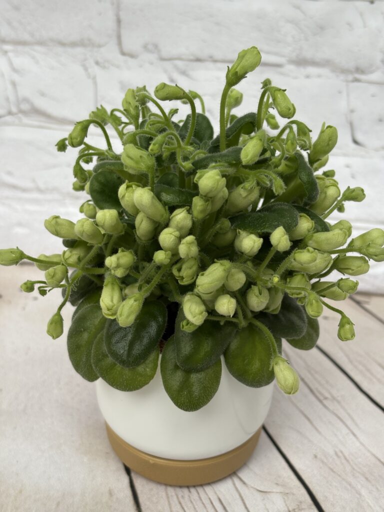 Emerald Bell