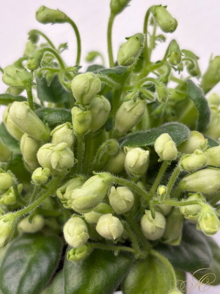Emerald Bell
