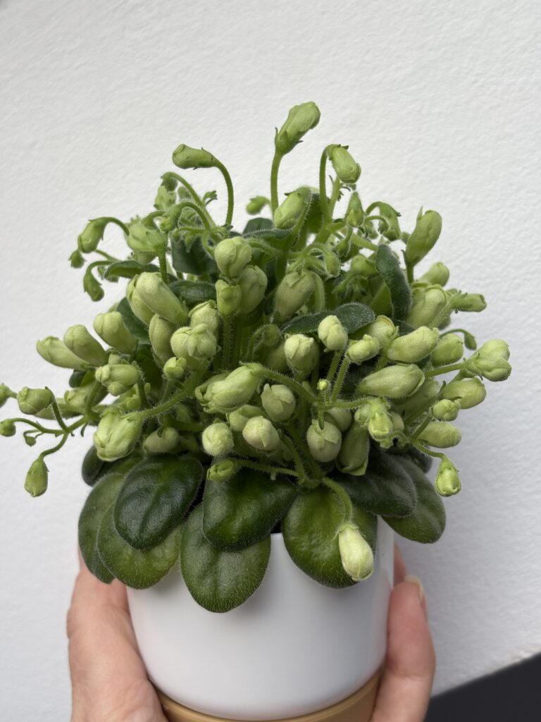 Emerald Bell
