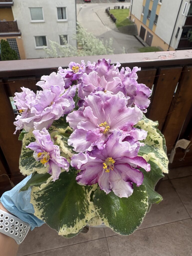 GI-Чорноморська Перлина