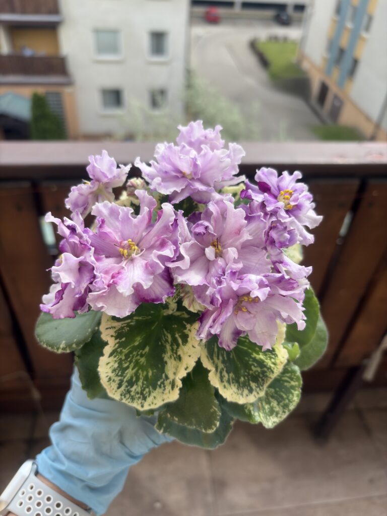 GI-Чорноморська Перлина