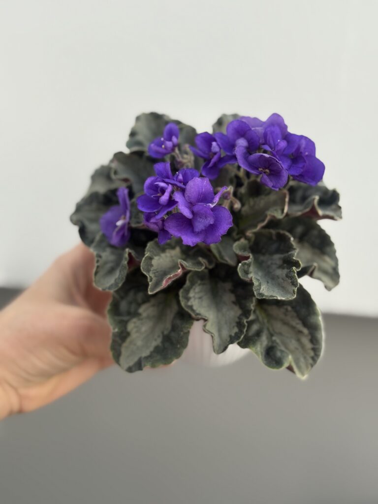 Harmony’s Little Stinker