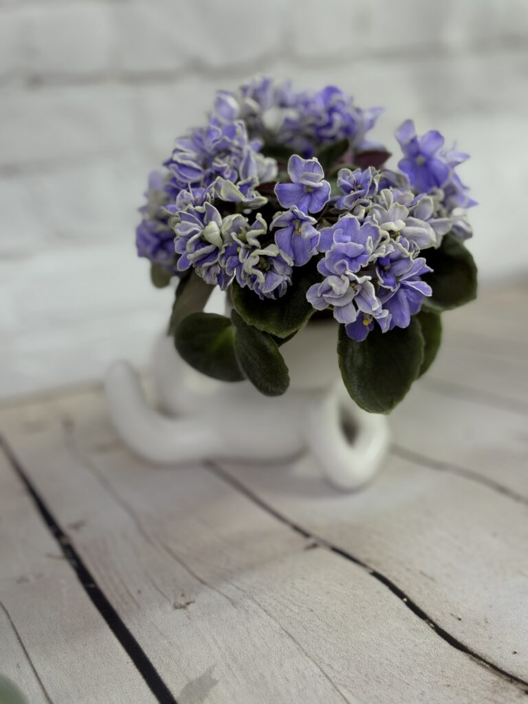 Hodss Hugge