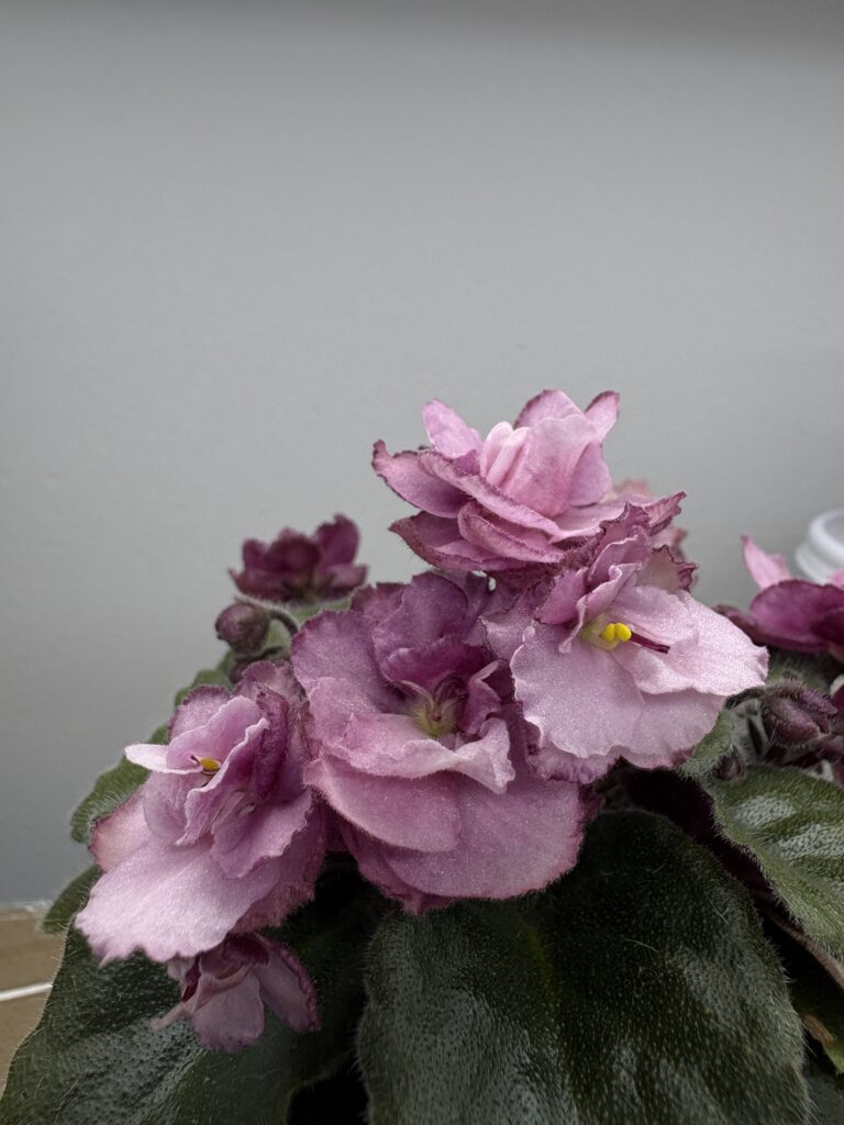 Hunter’s Ashes of Rose