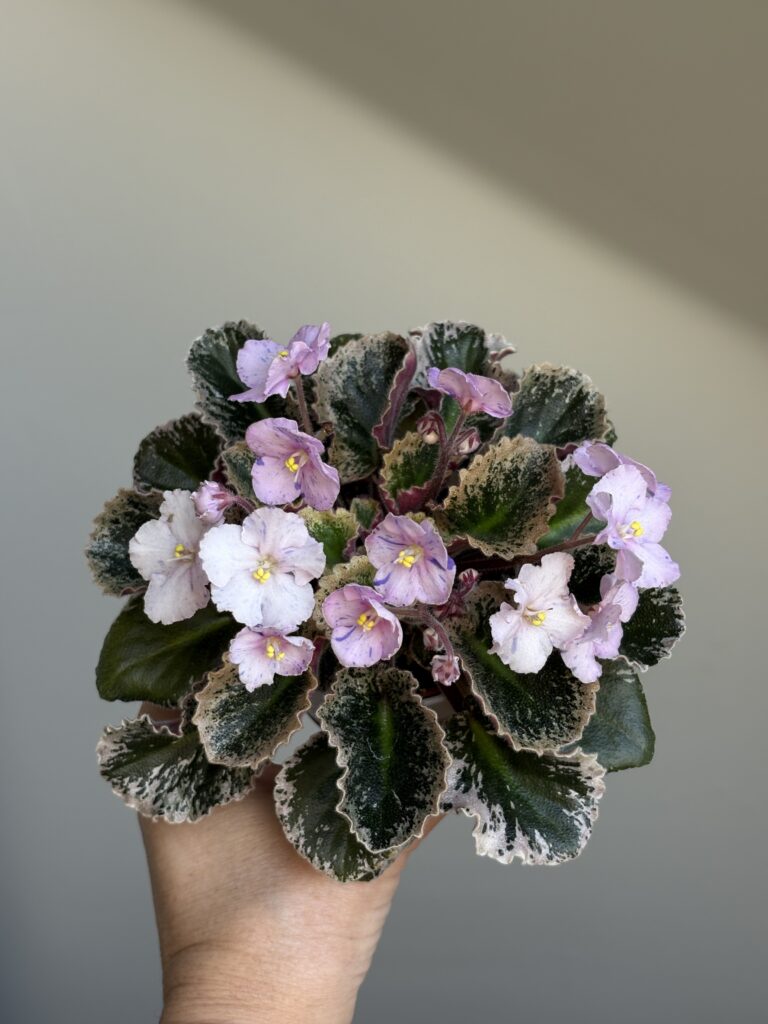 Imp’s Bog Bubbles