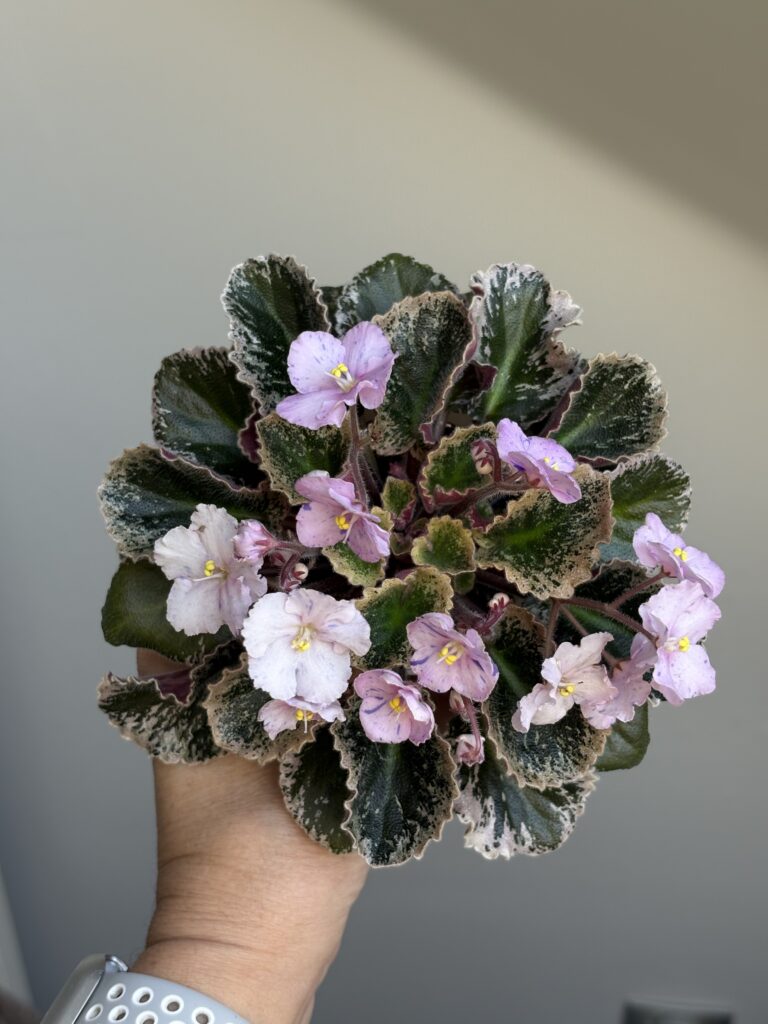 Imp’s Bog Bubbles