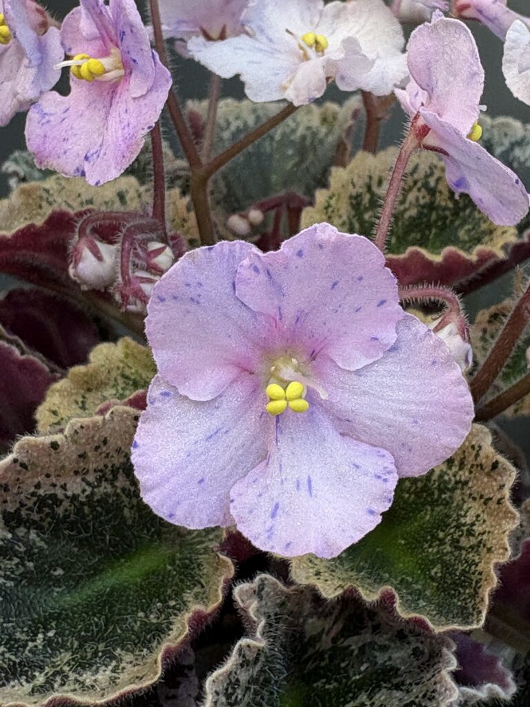 Imp’s Bog Bubbles